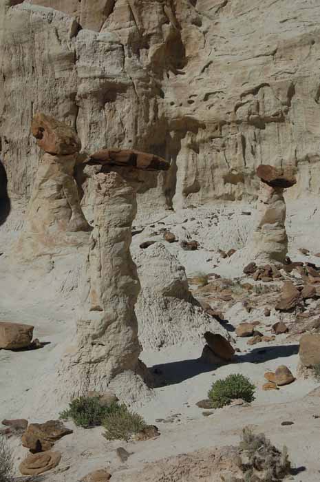 the toadstool trail